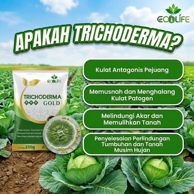 Apakah itu Trichoderma dan kenapa ia penting?